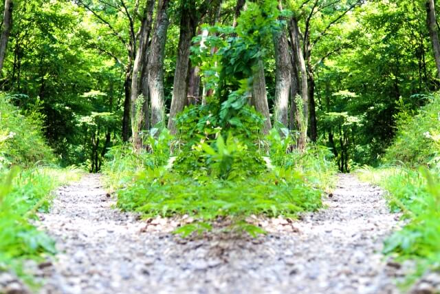 森の中で2つの分かれ道
